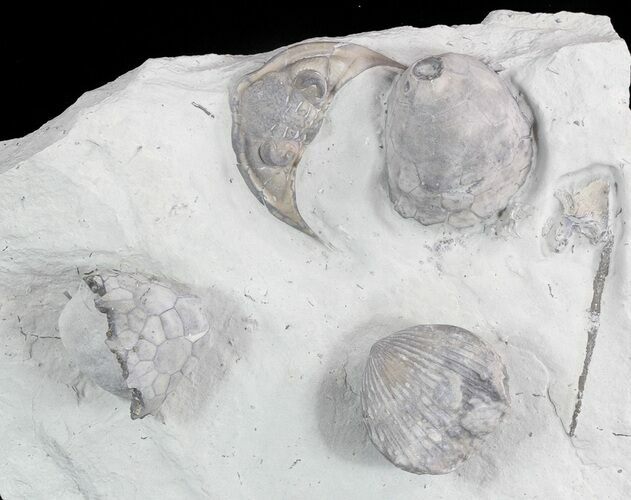 Crinoid, Trilobite, Brachiopod Fossils - Waldron Shale, Indiana #47101
